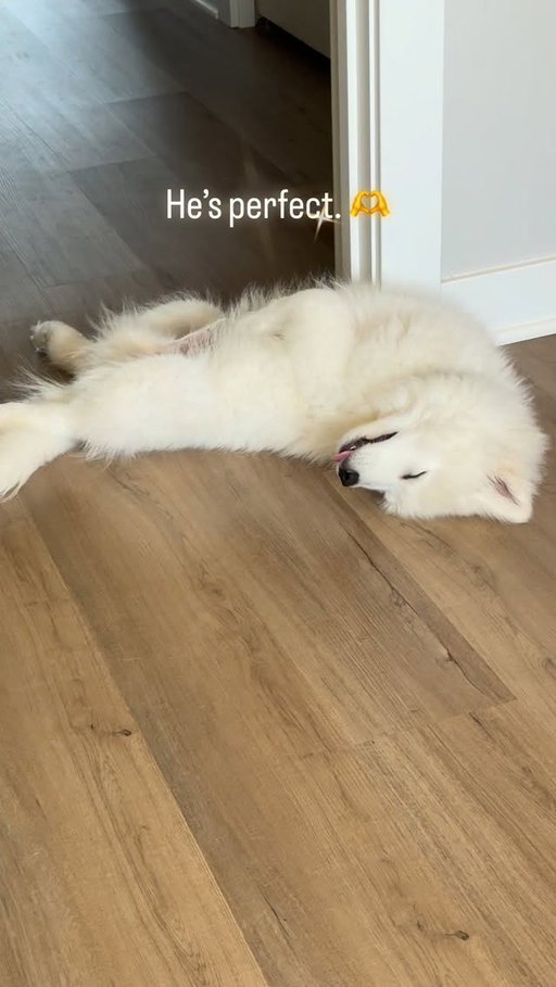 Puppy break. 🐾 We’re updating all the Gifts for Dogs asap, too!

#samoyedpuppy #samoyedlovers #samoyedlife