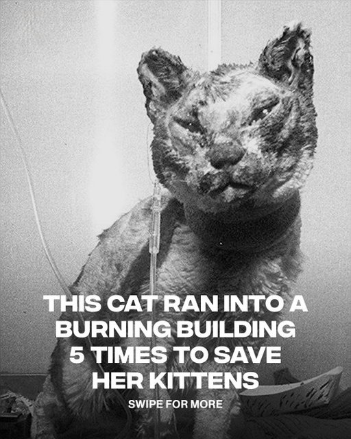 Real moms do whatever it takes ❤️

In 1996, Scarlett the cat ran into a burning Brooklyn garage five separate times to rescue each of her kittens. Badly burned, she didn’t stop until every kitten was safe. They all recovered, found loving homes, and Scarlett’s unbelievable courage inspired books, awards, and a fund for animals in need.

[📸: via/ GettyImages, NorthShoreAnimalLeague]