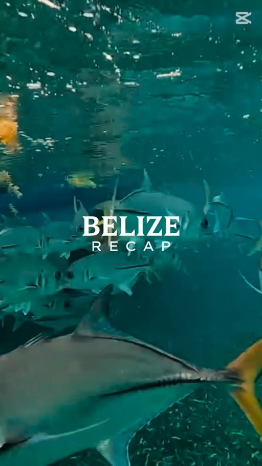 Belize, you were everything. 🌴☀️🐠🎣🚤💙

Grateful for every adventure, every memory, quality time with family, and the amazing people who made this trip so special. Until next time, Belize! 🇧🇿✨

#Belize #AmbergrisCaye #SanPedroBelize #BelizeVacation #TravelReels #IslandLife #FamilyVacation #OceanAdventures #Snorkeling #FishingTrip #BoatLife #TropicalParadise #TravelMemories #VacationMode #Wanderlust #MakingMemories #SummerTravel #ExploreBelize #BeachVibes #AdventureAwaits #TeamWrighster