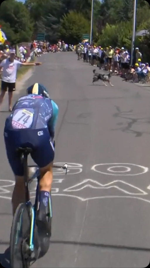 ⚠️ Please keep your dogs on leash! ⚠️
 
⚠️ Tenez vos animaux en laisse ! ⚠️

#TDF2026