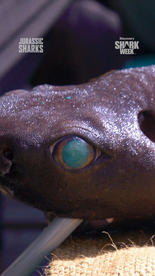 If you were a deep sea shark, which adaptation would you choose? 🤔
Watch Jurassic Sharks when #SharkWeek returns this Sunday on Discovery.
