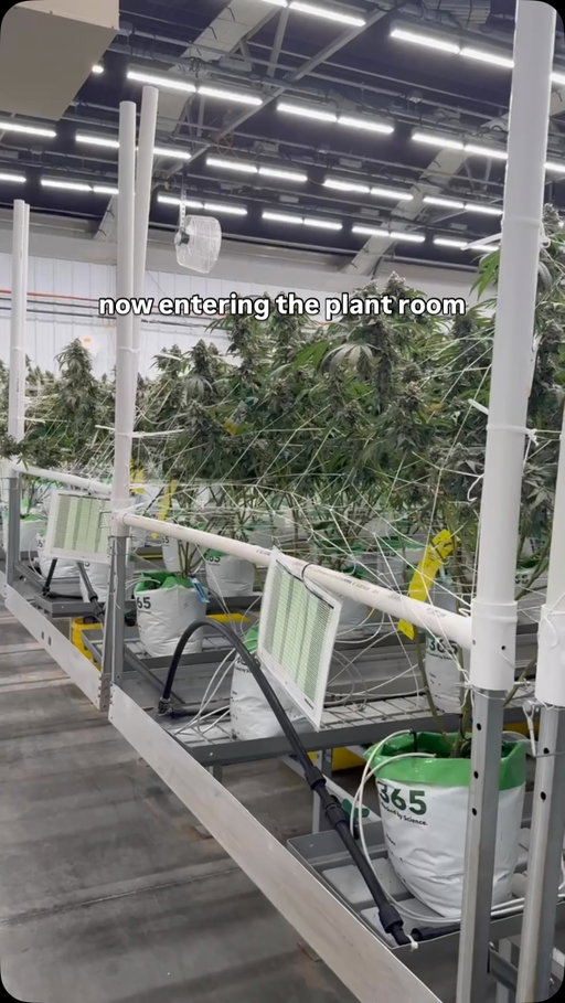 The plant room at our Illinois facility is pretty magical.