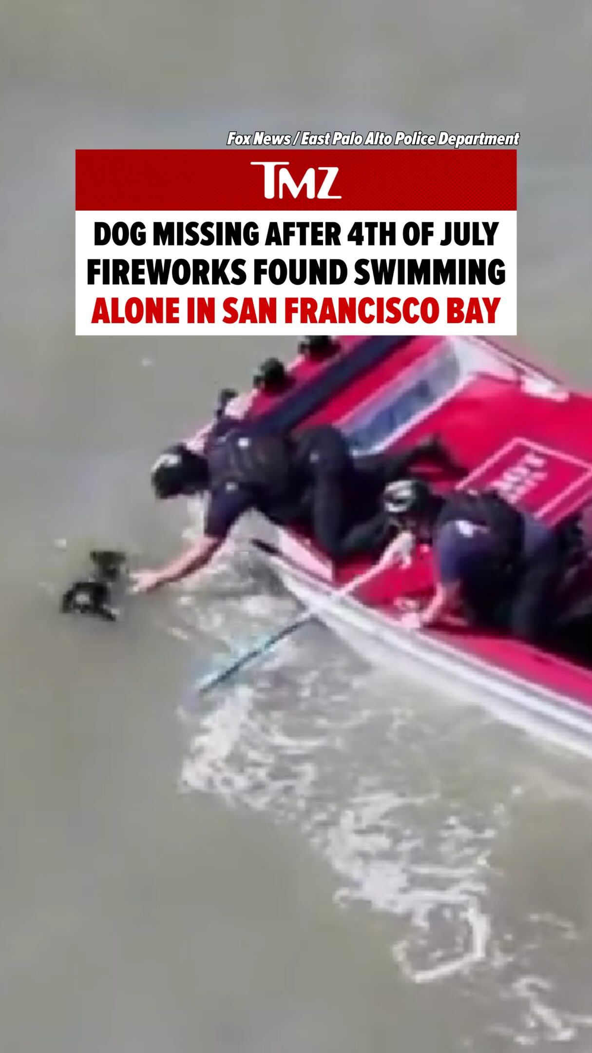 A dog missing since the Fourth of July was rescued after being spotted swimming nearly half a mile from shore in the San Francisco Bay. 🐶💖

✒️: Aiden / @aidenjmarks