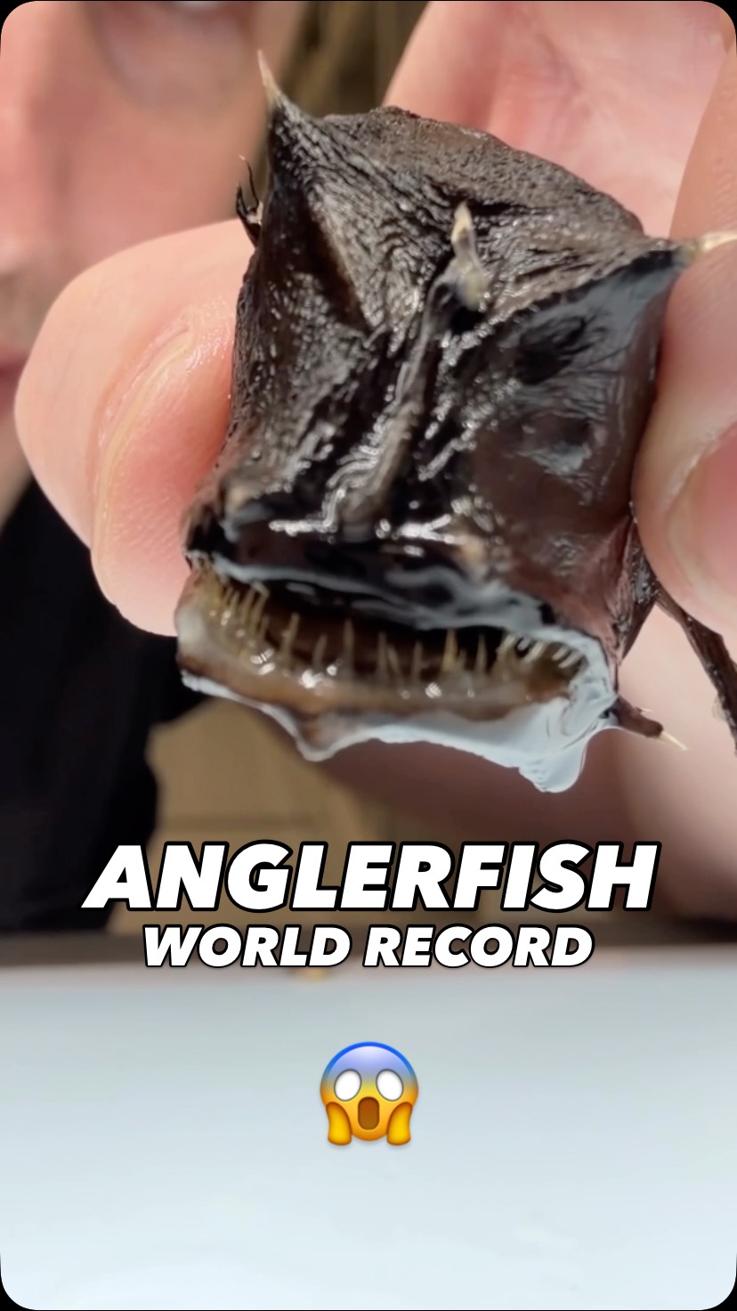 How many @guinnessworldrecords titles can one fish hold? From darkest animal to most extreme size difference between males and females, anglerfish hold multiple world records despite looking out of this world. @terrestrialspodcast visited the @AMNH Department of Ichthyology to go through their specimens and get to the bottom of this sea creature’s lore.

Listen to Terrestrials from Radiolab and WNYC to dive even deeper. And see more anglerfish facts below 👇

Darkest animals: The Black Seadevils (Melanocetidae) and Dreamer Anglerfish (Oneirodes), which are legendary for their ultra-black camouflage that helps them blend perfectly into the midnight zone.

Largest sexual dimorphism in the same species: The greatest size difference between a male and female of any animal species is found in the northern giant seadevil or Krøyer’s deep-sea anglerfish (Ceratias holboelli). Females, which attain a maximum-known total length of 122 cm (48 in), are 60 times longer and 500,000 times heavier than mature males. Although free-swimming when young, these males effectively become parasites, attaching themselves to the females, feeding off the nutrients in her blood and ultimately being used only to supply sperm for reproduction