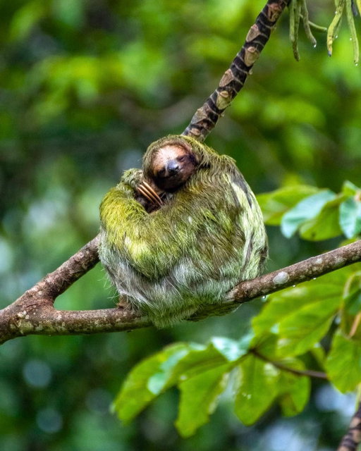 The rainforest doesn't always reveal its secrets right away, many of the most memorable wildlife sightings reward a patient eye.

📸 @guarumonaturetravel