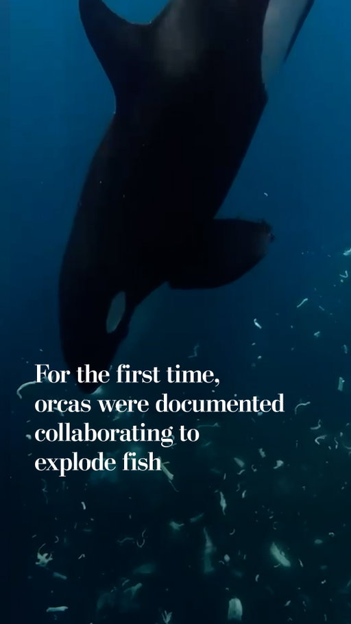 Scientists have now documented two instances of killer whales ramming into prey so hard that it explodes into little fishy pieces, a new behavior for a species known for smashing into human boats and playing with its food.

In both cases, which were captured on video, one orca holds the prey in place as another orca hurls its full body at it, nose-first. There’s a wet crash, and then it begins to rain fish parts as the orcas happily swim around.

“Orcas are known to selectively dismantle prey,” Erick Higuera, one of the authors of the recently published paper, said in an interview. “Exploding large vertebrae into thousands of fragments through kinetic impact alone is entirely unique.”

Read more at the link in our bio.