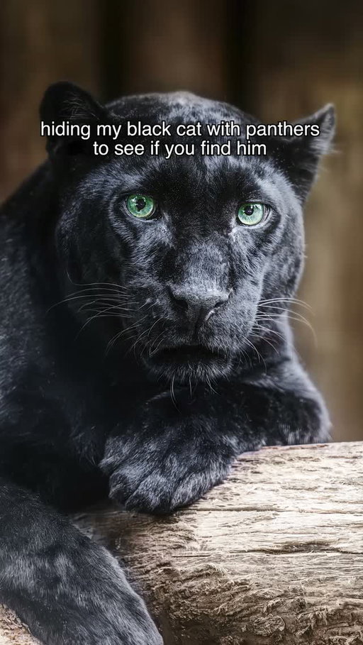 House panther, wild panther... practically identical. 🐈‍⬛✨