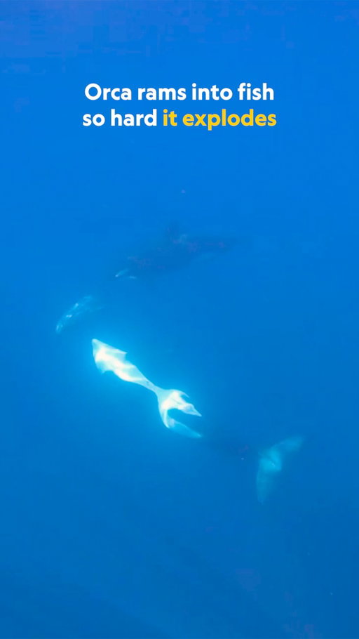 Have you ever seen an orca ram a sunfish so hard that it was smashed to bits? This incredible footage of one orca holding the fish by the tail while another rammed it was captured by marine biologist and National Geographic Explorer Katy Ayres, and it raises several questions about the purpose of this behavior. Sunfish are the heaviest bony fish on the planet, but an orca can easily kill them, leading some researchers to theorize it may be a game rather than a hunting tactic. 

Discover more about this unique orca behavior at the link in bio.

Video by @drkatyayres