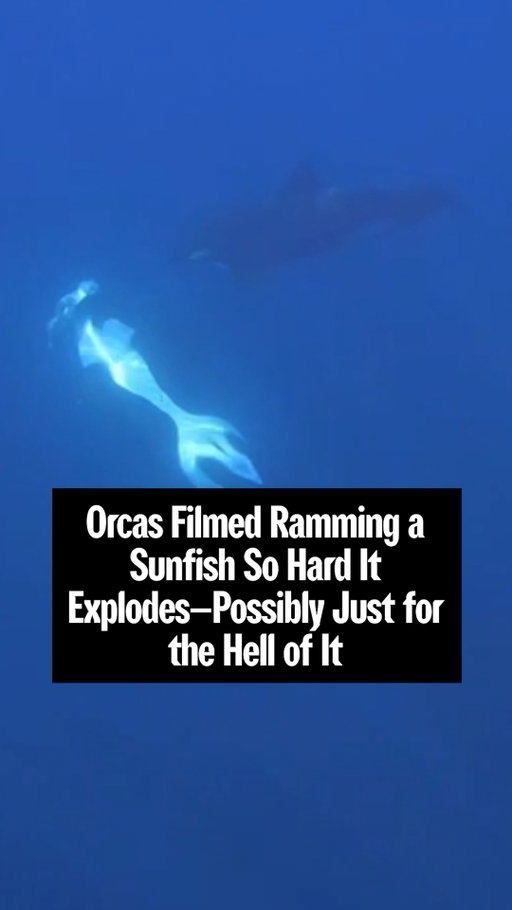 Orcas in the Gulf of California have been observed ramming into sharp-tail sunfish at such high speeds that the fish—one of the world’s heaviest—are almost completely obliterated.

Orcas are known for deploying advanced hunting strategies, and for playing with their food, but this behavior has not been described before.

Researchers, publishing their findings in Frontiers in Ethology, said that the “hold-to-ram” strategy had been observed in two separate hunting events in 2024 and 2025. In both instances the sunfish, a common food source for orcas in the surface waters of the Gulf of California, were already dead.

Scientists can’t be sure whether it was the same orcas involved in both events. They’re also undecided as to whether this was a strategy designed to help juvenile orcas feed on the thousands of small pieces of sunfish, or whether the adult orcas were messing around.

“We think this may help younger orcas feed more easily or it could also just be for fun,” said the observational study’s first author Dr Kathryn Ayres, a scientist at the Beneath The Waves nonprofit. “Orcas are known for playing with their food.”

Ayres added, “They're one of the most iconic marine predators in the world, yet they continue to surprise us.”