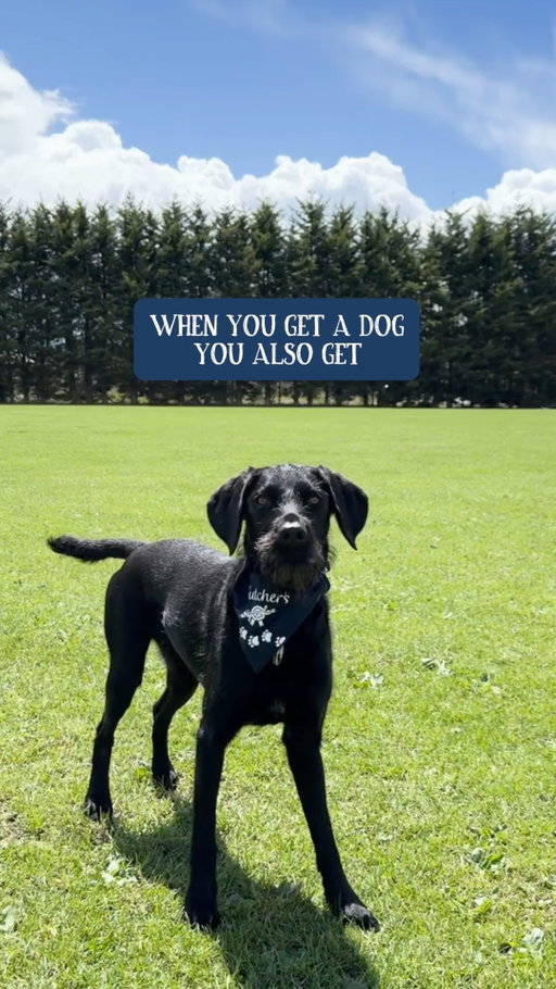 You think you're getting a dog...

Then you realise you've actually hired a very enthusiastic unpaid employee 😂

#ButchersDogFood