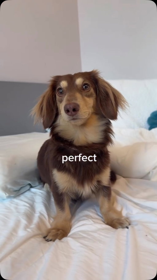 Dino’s tutorial to perfection💅😍🐾🤗 @dinoandluka