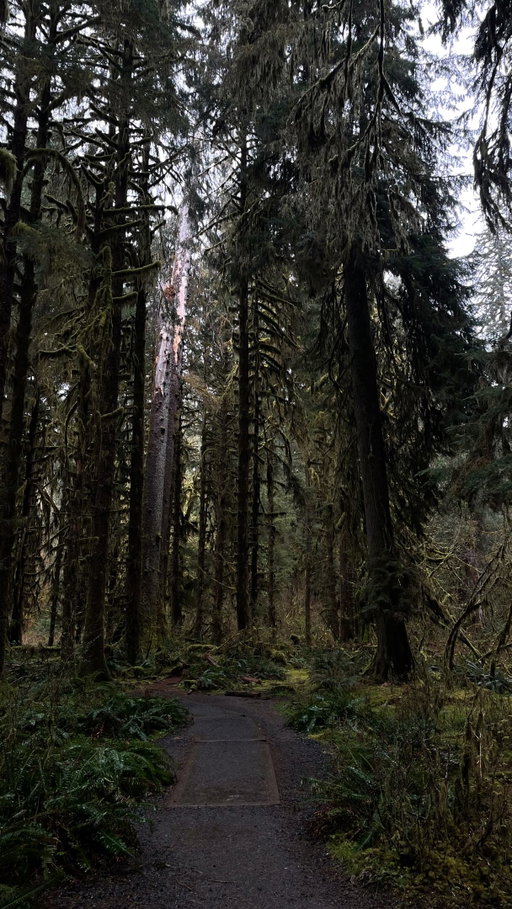Life in the Pacific Northwest 🚗🌲

#washingtonstate #twilight #olympicnationalpark #hohrainforest #moodynature