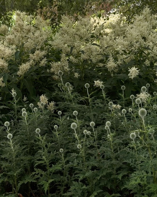 Piet Oudolf Millennium Garden 🌿