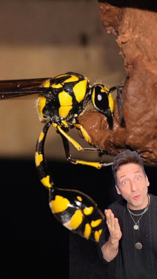 This Wasp is a MENACE 👀 #funfact #didyouknow