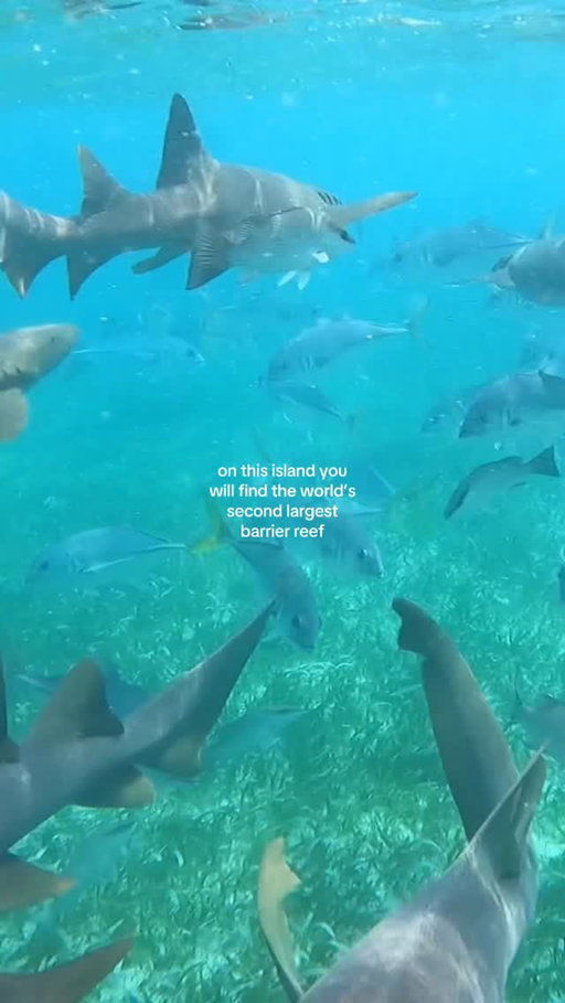 Swimming with sharks has been on my bucketlist for so long! 🦈🤿 

📍 Hol Chan Marine Reserve, Belize 

🪸 The second largest barrier reef in the world, located a short boat ride from Ambergris Caye and Caye Caulker. 

🛥️ Tour Info - take a half or full day boat tour from your chosen and see the reef, marine life, underwater caves and different snorkeling sites including: 

🦈 Shark Ray Alley - world famous for nurse sharks and stingrays

Is Belize on your bucketlist yet? 🇧🇿 🐠 🪸

#swimmingwithsharks #belize #cayecaulker #traveltiktok #travelguide