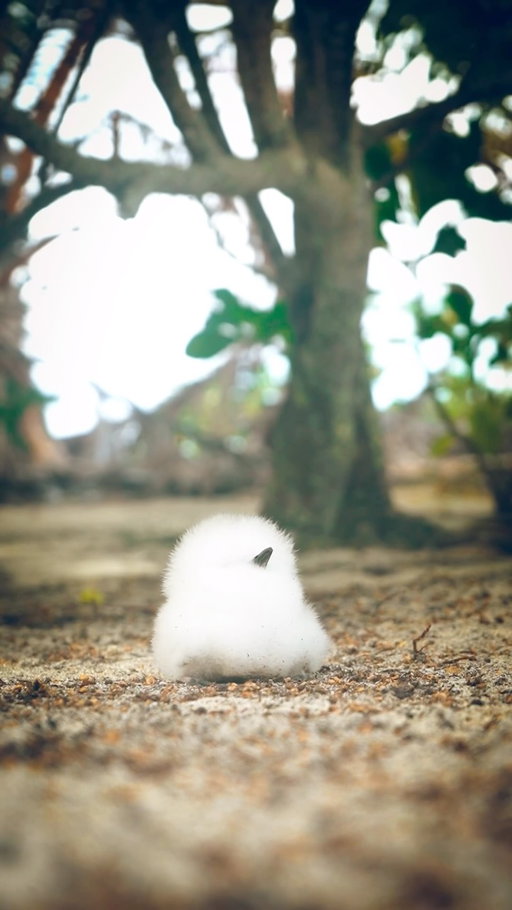 What type of bird is this?? It’s so cute, I can’t 🥹♥️

#cookislands #aitutaki #bird #birdwatching #tropicalbirds