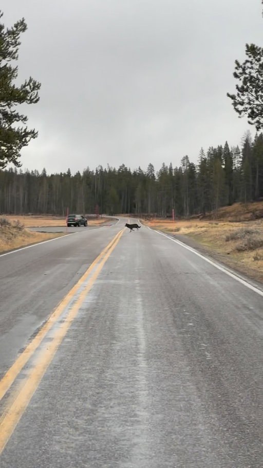 It’s not every day that you get to watch wolves actively hunt. But this, this was one of those mornings.