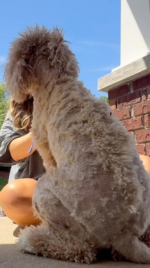like bro who does that to their kid 

🫡 #dog #dogsofinstagram #doggroomer #goldendoodle #coparenting