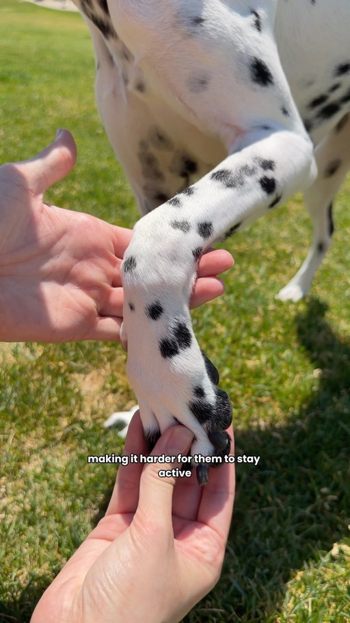 there are so many moving parts to keeping your dogs joints healthy as they age, and one of those moving parts is: nail length 💅

it’s important to stay on top of your dogs nail length because overgrown nails can make it difficult for your dog to walk, causing them to have a change in their gate which overtime can impact their joints. 

talk to your vet about your dogs nail length at their next appointment. and if you’re worried about your dogs joint health, stock up on our hip & joint supps. 💙