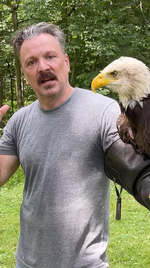 I fulfilled my dream of holding a bald eagle!

With adequate warnings and paperwork, I was was able to hold Minco, their rescued bald eagle.

He fell out of his nest as an eaglet, and was rehabbed back to health. But, he ended up imprinting too much on humans and doesn’t want to hunt for himself.

So, he’s here, living a good life, at Raptor Hallow, and trying to devise the best way to eat me!

#raptorrescue #baldeagle #eagle #raptorhallow #zanesworld