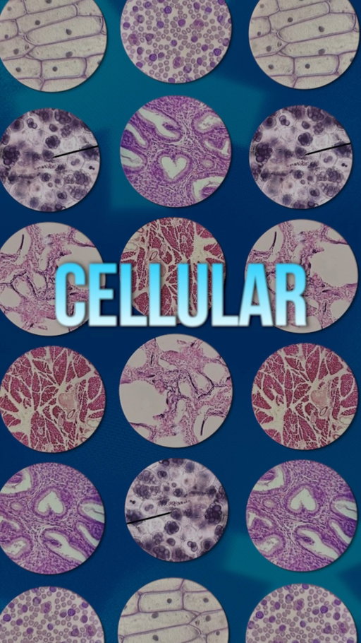 What's the #1 thing to look for in a supplement?

Start with your cells. Healthy cells are the foundation for everything else.

#supplements  #cellularhealth  #longevity  #healthyaging