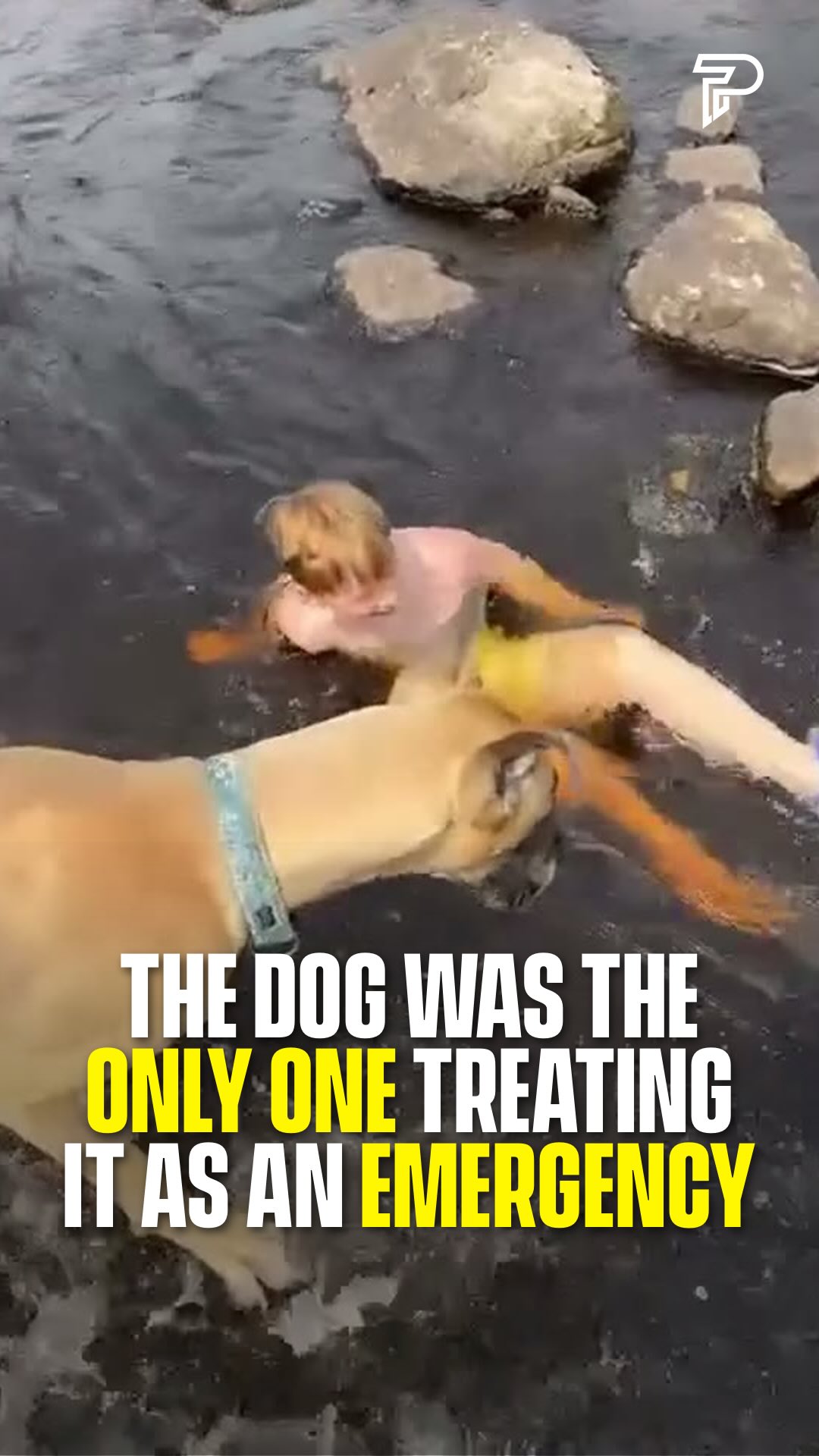 Looks like Scooby-Doo and Shaggy are still going strong.

A Great Dane called Carlo watched a boy playing in the current of a shallow rocky river and decided it was a rescue, grabbing at crocs and hauling him back toward the bank while the family stood there laughing...

(Via @carlo_great_dane_adv)

#dogs #animals