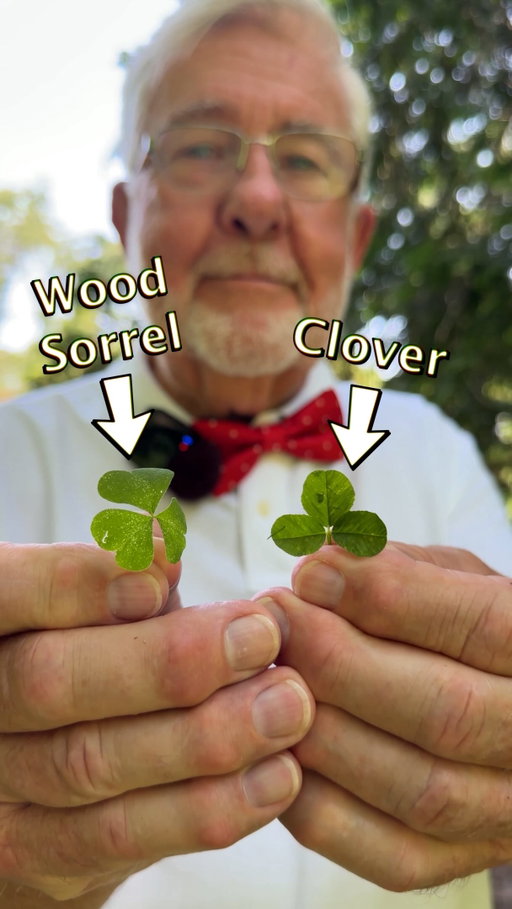 For the second episode of The Natural World with Professor Chungus, I’m here to teach you about the Wood Sorrel! 😁 Hope you enjoyed 👍