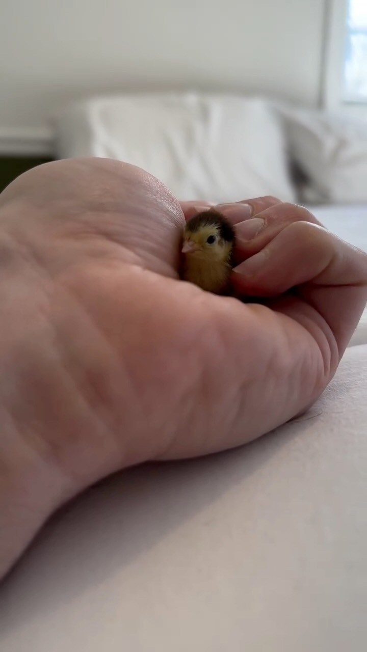 🥺🐥⁣
⁣
#InTheMoment⁣
⁣
Video by @fathenfarms