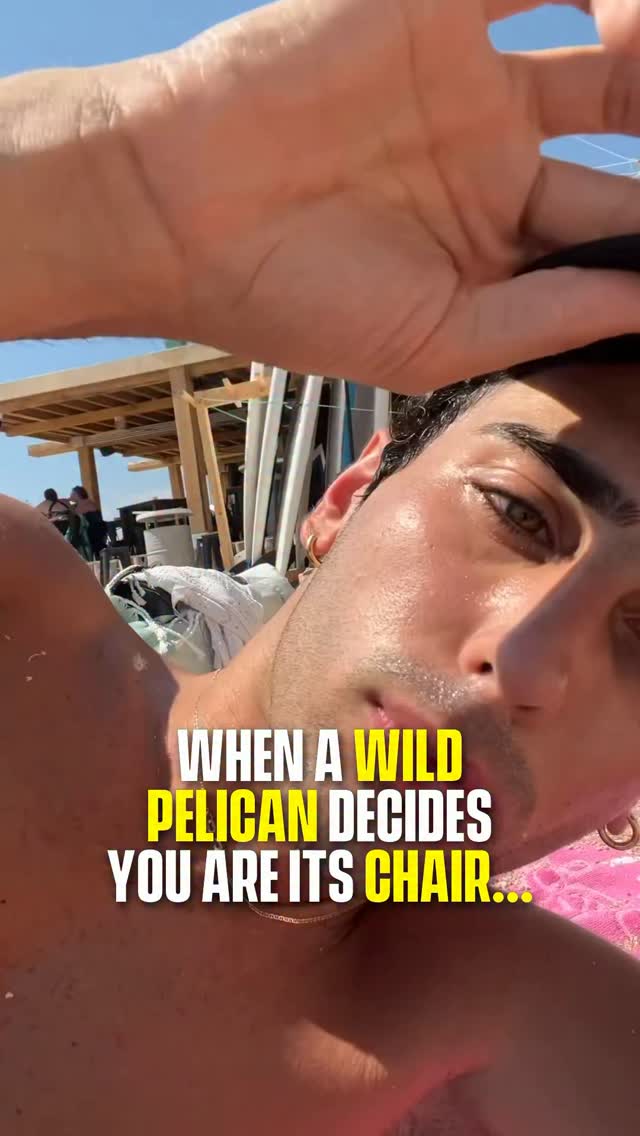 🦩 A great white pelican walked up and perched directly on a beachgoer while he was sunbathing. The bird stood on his lap for a solid stretch before apparently leaving a pink souvenir behind. 

Great white pelicans are common along Mediterranean and Middle Eastern coastlines and have no real fear of humans near tourist beaches. The creator’s caption says it all.

(Via @joeefarhatt)

#Pubity #animals #funny