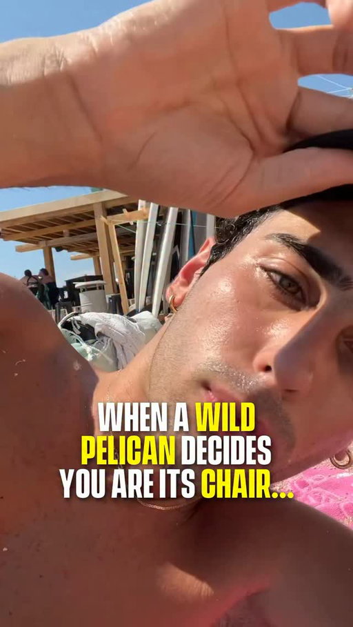 🦩 A great white pelican walked up and perched directly on a beachgoer while he was sunbathing. The bird stood on his lap for a solid stretch before apparently leaving a pink souvenir behind. 

Great white pelicans are common along Mediterranean and Middle Eastern coastlines and have no real fear of humans near tourist beaches. The creator’s caption says it all.

(Via @joeefarhatt)

#Pubity #animals #funny