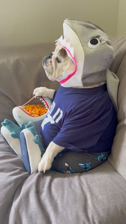 Closing out Shark Week with a bang...🦈💨😂. Until next year! 🦈✌🏻.
.
#eggnogthebulldog #sharkweek #nailedit #asmreating #asmr
