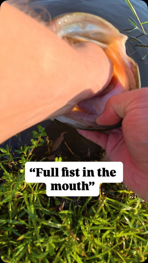 FULL FIST IN THE MOUTH⁉️

•
•

I was tossing around my @yorkcasting_co York Glide on my new @piscifun_official Alinox 300 when I stumbled across a giant⁉️

•
•

#fishing #bassfishing #glidebait #swimbait #largemouthbass