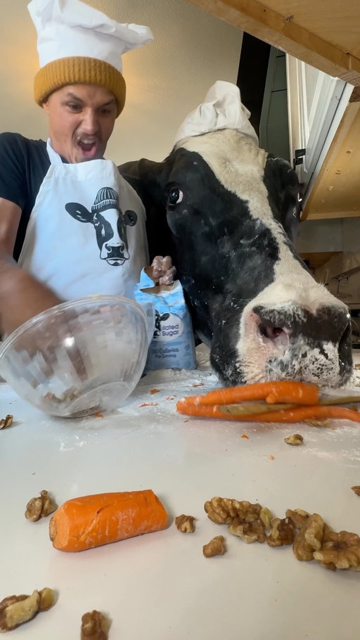 Trying to make carrot cake with Bruce! #cow #brucethecow #animals #farm