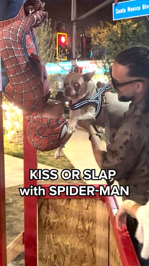 Happy Spider-Man day everyone!! 🕸️🕷️

(And also happy national GF day) 😘💋

#fyp #spiderman #spidermanbrandnewday #tomholland #sony