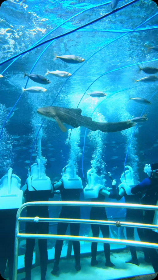 follow @georgeandcris for travel inspo 😍

You & me + walking underwater?! 🐠📍👇

Send this to someone who would go on an Underwater Walking Tour with! 🫶🏼

🤿 Did you know that you can take an “underwater walking tour” in this world-class aquarium that houses over 68,000 marine animals including sharks, manta rays, turtles, and tons of vibrant schooling fish? 

🪸 This experience at @seaworldyasisland was hands down one of the most incredible of our lives and it NEEDS to be on your bucket list. The Manta Rays gracefully flying through the water, the curious sharks circling over head, the seemingly endless amount of colorful fish, the breathing underwater…it was pure all magic. 🥹 

DETAILS BELOW 👇

🏷️Price: Packages start at AED 245 ($66 USD) per person. Wet suit is provided so all you need is to bring your own bathing suit. Reservations required.

⏱️Time: Total expedition time is around 1.5 hours which includes changing time, a tour brief, the tour itself, and shower time. Total time in water is 25 minutes.

🤿Experience: No certification or scuba experience is required for SeaVenture. In fact, you don’t even need to know how to swim. If you can walk and breathe, you can do SeaVenture.

No trip to @visitabudhabi is complete with visiting this ground-breaking park and world’s-largest indoor marine theme park. 

#aquarium #underwater #sealife #bucketlist