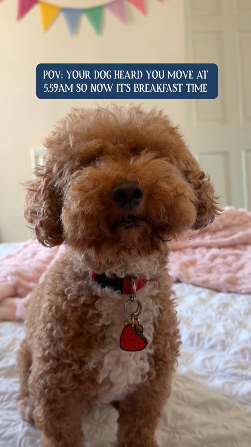 "Breakfast won't serve itself " - Your dog 🥱

Put a 👀 in the comments if your dog does this.

#ButchersDogFood