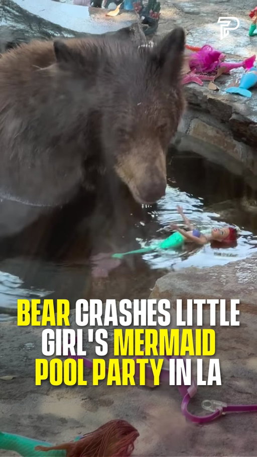 🐻 A black bear wandered into a backyard in the Los Angeles hills, climbed into the pool, and spent a stretch of time batting around a little girl’s mermaid toys while she watched from inside the house.

Mermaid dolls, starfish decorations, and pink goggles ended up scattered across the stone deck.

Black bears have become a regular sight in hillside neighborhoods across LA County as development pushes closer to their range.

(Via @bearlywildla)

#animals #nature