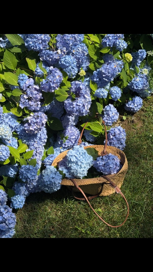 having a garden like my moms one day 🥹

#summer #pinterestaesthetic #hydrangea #eastcoast #pinterestgirl hydrangea season, hydrangeas, summer garden, east coast summer, coastal summer