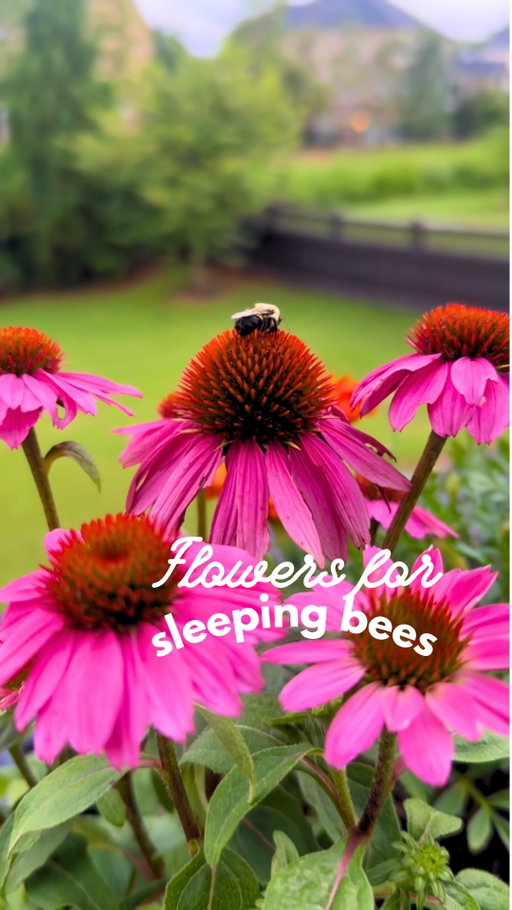 Fun in your 40s means watching your patio become a bed and breakfast for bees.