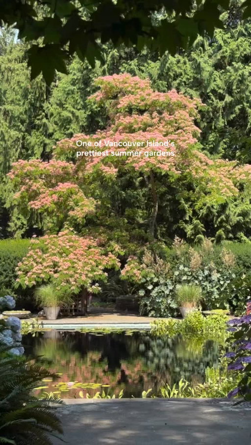 Every summer, the silk tree (Albizia julibrissin) transforms the reflecting pool at Milner Gardens & Woodland with its soft pink blooms. Blooming from mid-July through August, it’s one of the garden’s most photographed seasonal displays.

📍 @parksvillequalicumbeach 

Credit: @milnergardens

#exploreBC #TheInfiniteCoast