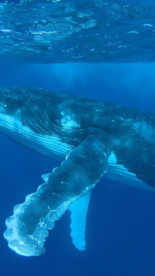 this day changed my life forever 🐋🇵🇫 an absolute DREAM come true… we dropped in for the first time on our first morning out on the ocean  and there they came

i still have no words to describe just HOW spiritual and surreal this was 🥹the magic of these gentle giants that reminded me just how small we are. pure awe. 

📍mo’orea, french polynesia 

#humpbackwhale #moorea #frenchpolynesia #travelinspo #bucketlisttravel