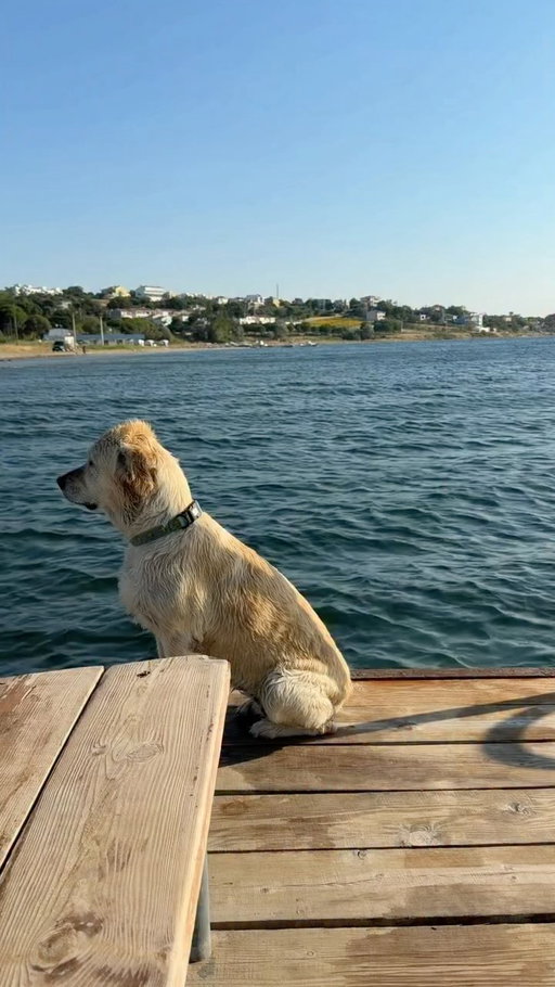 Bal kız 🐾