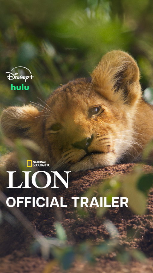 This young cub could be king… he’s just got some growing up to do first.

Witness Kio's real-life journey from cub to king in #NatGeoLION, a new National Geographic documentary series from executive producers Jon Favreau and Mike Gunton, premiering Wednesday, August 19 at 9/8c on National Geographic. Streaming on @DisneyPlus and @hulu.