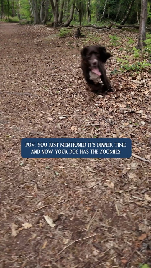 From 0 to 100 in 0.2 seconds 🏃🏻‍♀️ 

#ButchersDogFood