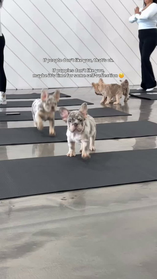 Come try your luck with these Frenchie pups this weekend if you’re in LA 🤭 (don’t worry, they literally like everyone) 

🗓️ Sat August 8th & Sun, August 9th
📍 2400 Main St, Santa Monica 
🔗 Link in bio to book!