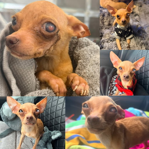 For those who don’t know, Norman was involved in a hoarding case at a meth house that had 47 neglected chihuahuas. Norman was in the worst condition 💔 his eye was ulcerated, his tail broken, and he had all of his baby teeth stuck on the top row. He only weighed 3.2 lbs and didn’t know how to drink water out of a bowl. With that many dogs and no care, they probably all drank each other’s urine off the floor to survive. 🤬 

Well… Our boy is now 10 lbs and thriving 💜

Shortly after we rescued Norman, we received a message from an incredible woman named @lisapitelkillah ! She is the Founder of  @vykonsupplements and @vykoncustoms and wanted to help us help Norman! They took a hair sample and his bloodwork and measured out exactly what minerals and nutrients he’s missing, and custom formulated him his own supplements! 😩 How incredible is that?! 

We are so thankful to have met her and are so excited to start this journey to see how it positively helps our buddy! 

Norman is still available for adoption, and his new family would have to agree to keep up with his support supplements! Norm is about a year (Maybe) he is fully vetted and ready for his Happy ever after 🫶🏼💜 

Norman must stay local to DFW- if you would like to meet him-🥹

https://form.jotform.com/leosfriendsrescue/adoption-application

Thank you Lisa and Vykons for everything 🫶🏼 They even wrote “For Lil’Norman” on his minerals 😭💜 So sweet!

If your fur baby is struggling with immune issues and could benefit from a custom-formulated mineral and wellness plan, Vykon is absolutely worth looking into! Please go follow them 🙏🏽