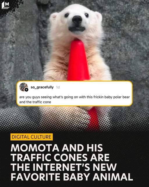 Another adorable animal has taken over the internet.

Momota, an 8-month-old polar bear cub, has taken the internet by storm with his love of traffic cones. Yes, you read that right, traffic cones. It seems the cub can’t get enough of them, from stacking multiple on his head, to attempting to bring them into his den with his mother.

The internet has already fallen in love with Momota and honestly, we can understand why. With the craziness of the news cycle, it’s always nice to have a cute baby animal to coo over. 

Just look at the graceful leap into the water! Who wouldn’t fall in love?