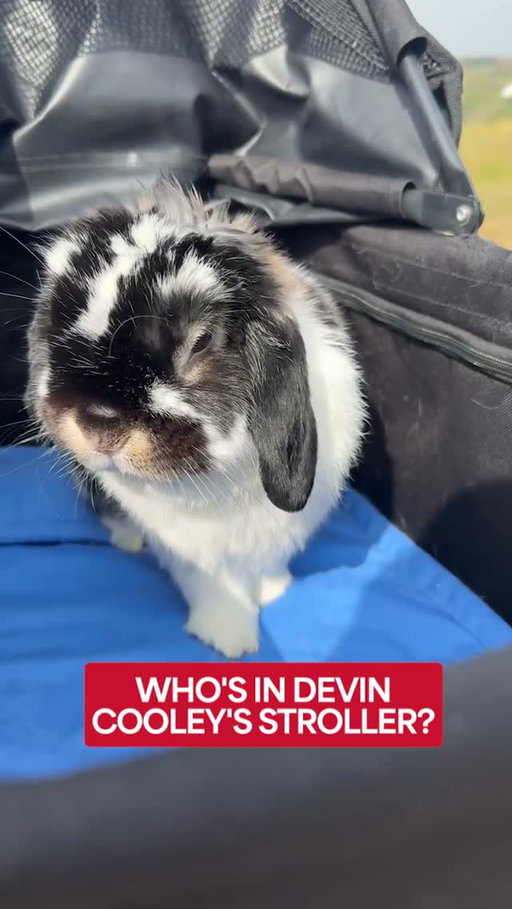 Everyone say hi Tito! 🐰⁣
⁣
(🎥: @tito.cooley)