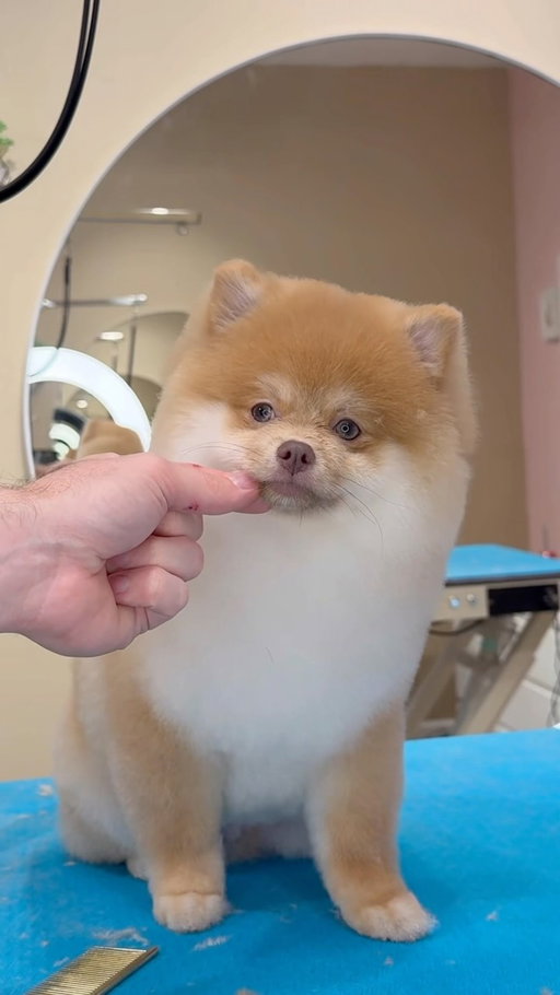 The things we see..
.
#funnydogs #doggrooming #dogs