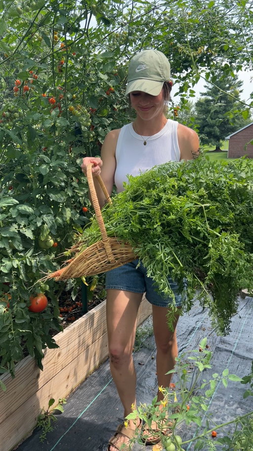 I love how there will always be new things to learn and try to grow with gardening. So grateful for this little hobby. 🥕🍅🌻

#gardening #gardeninglife #harvestwithme 

garden with me, gardening life, raised bed gardening, garden harvest, carrot harvest, get outside, grow your own food, gardening ugc, outdoor ugc, garden girl